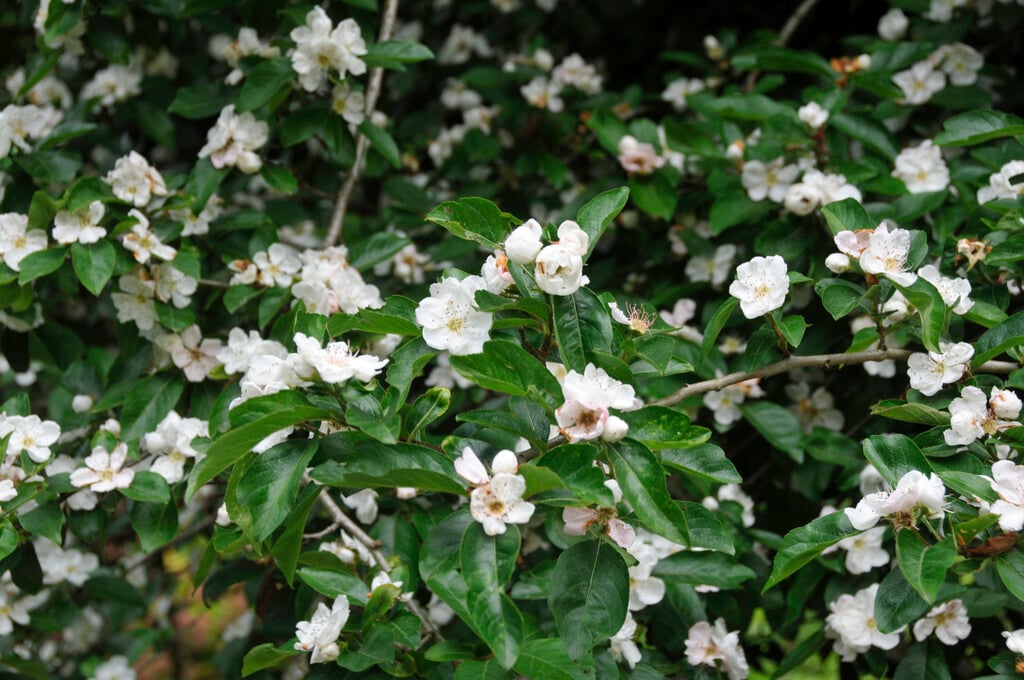 Bronvaux medlar