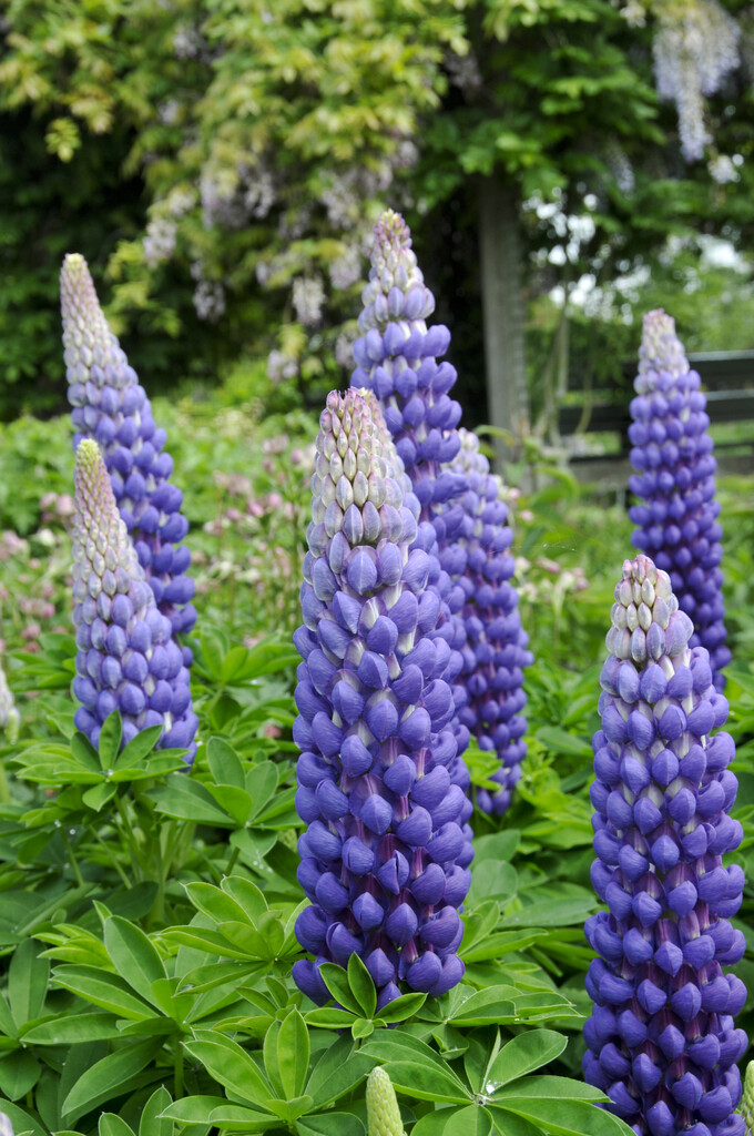 <i>Lupinus</i> 'Saffron'