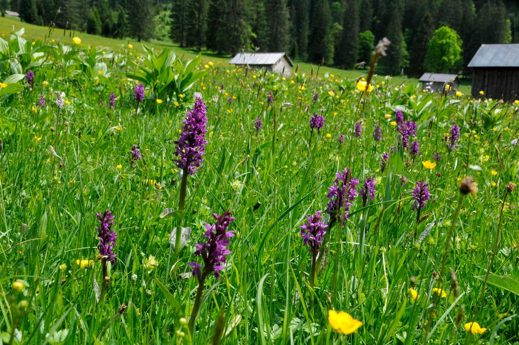 broad-leaved marsh orchid