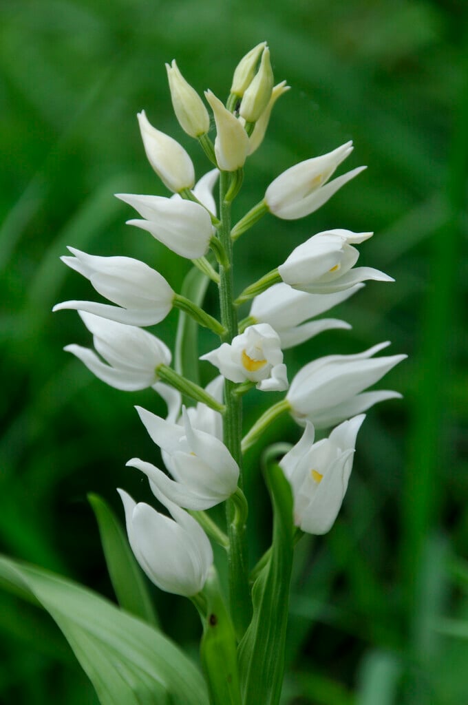 narrow-leaved helleborine