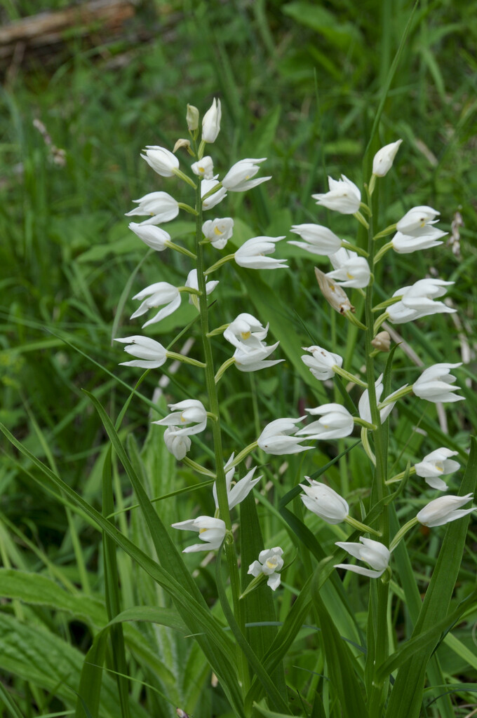 narrow-leaved helleborine