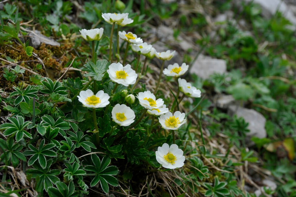 white alpine buttercup