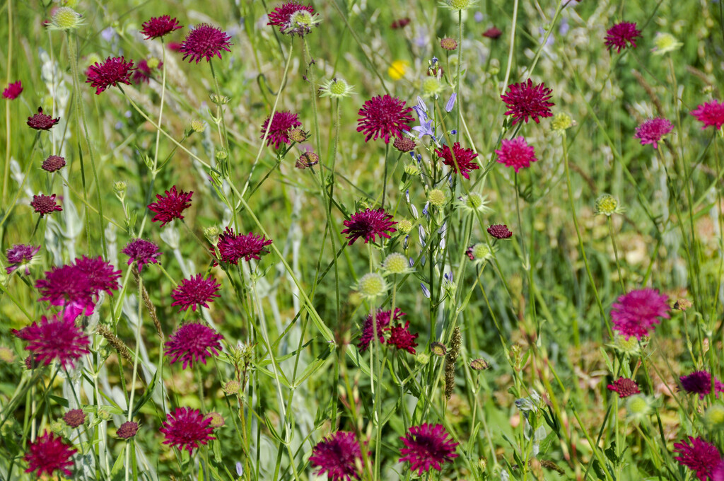 Macedonian scabious