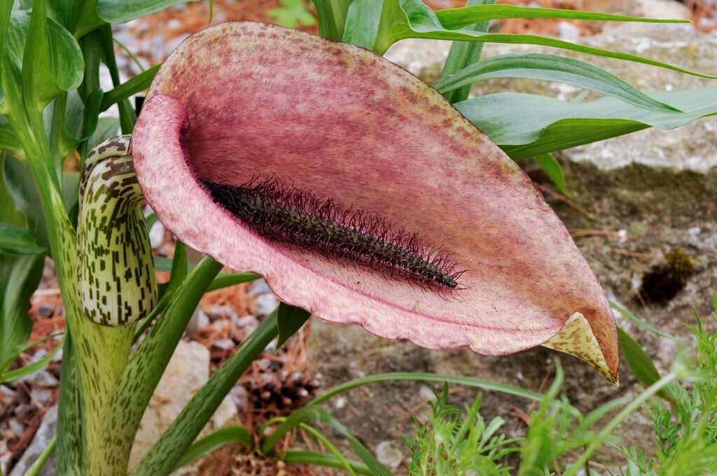 dragon's mouth