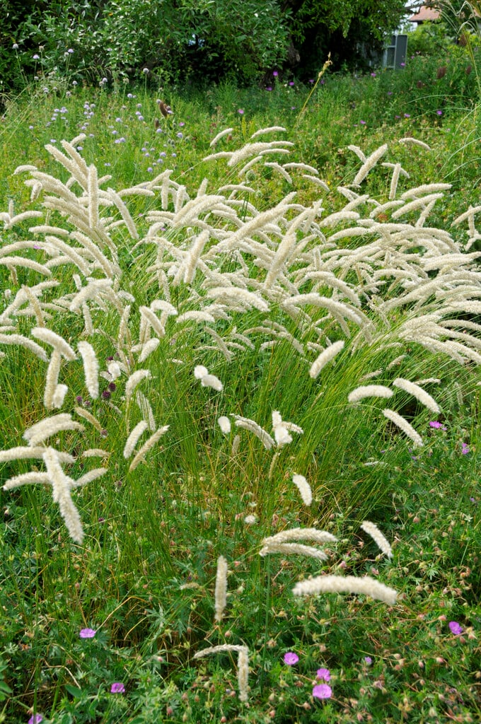 <i>Melica</i> <i>transsilvanica</i>