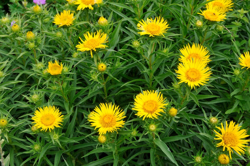 <em>Inula</em> <em>ensifolia</em>