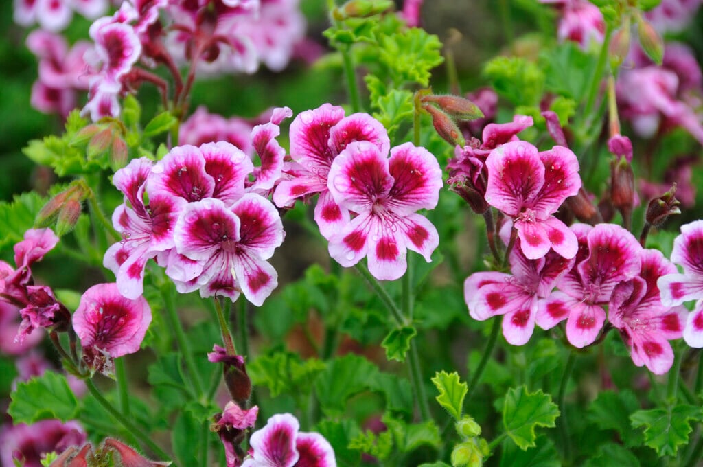 <i>Pelargonium</i> 'Verona' (Z/C)