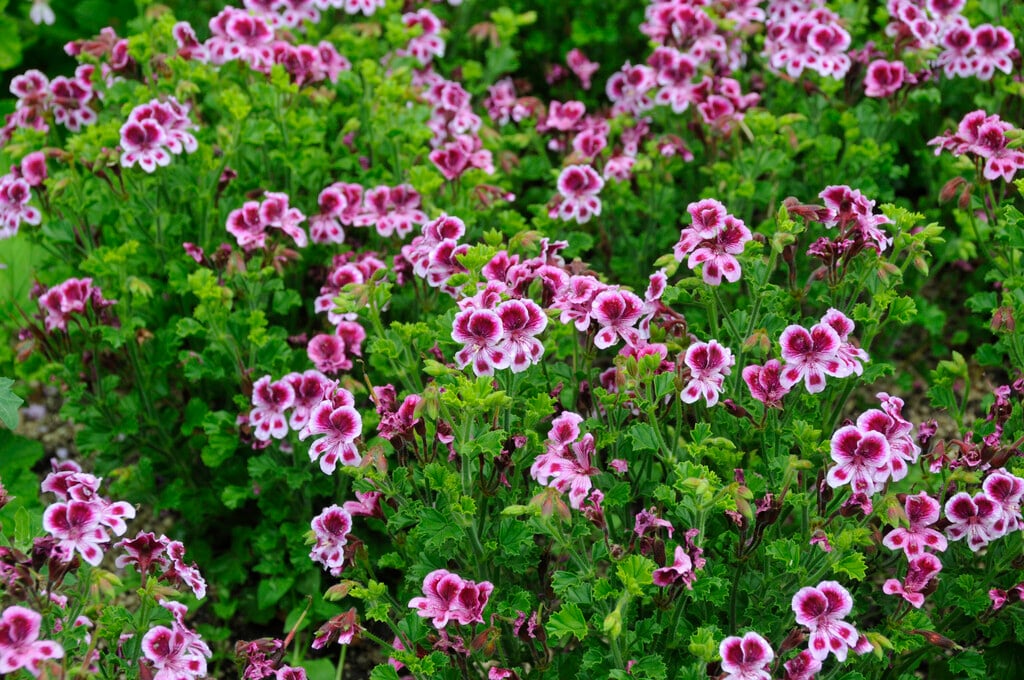<i>Pelargonium</i> 'Verona' (Z/C)