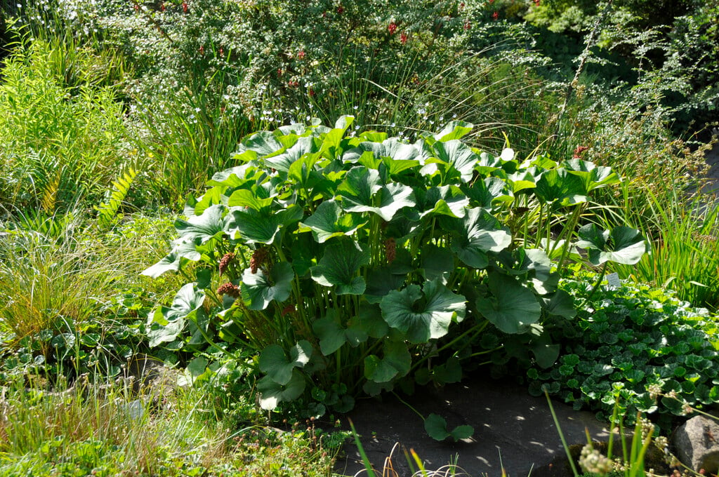 river pumpkin