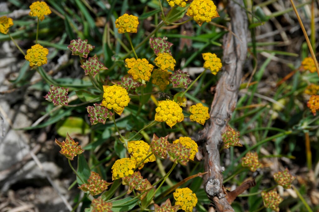 <i>Bupleurum</i> <i>ranunculoides</i>