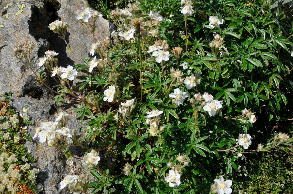 lady's mantle cinquefoil
