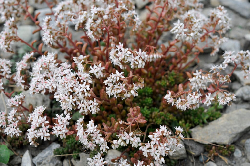 white stonecrop