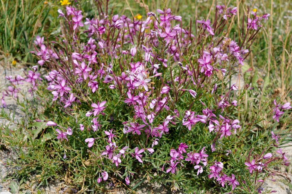 <i>Chamaenerion</i> <i>fleischeri</i>