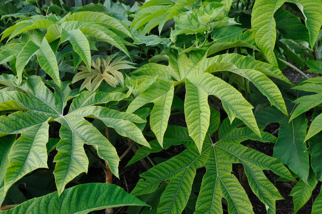 <i>Tetrapanax</i> <i>papyrifer</i> 'Steroidal Giant'