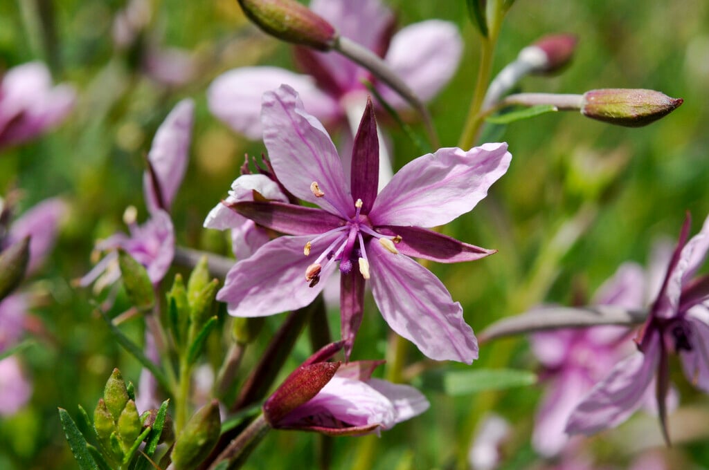 <i>Chamaenerion</i> <i>fleischeri</i>