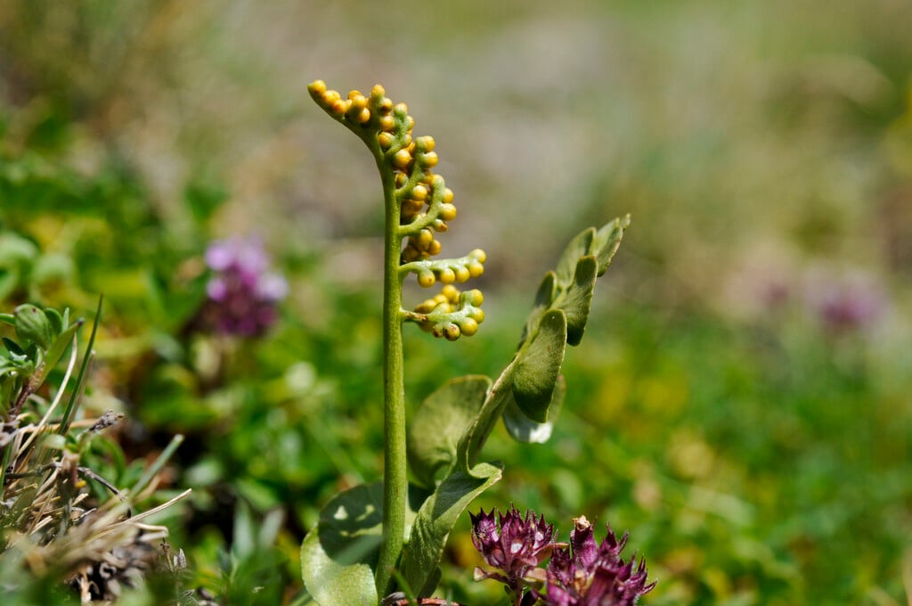 moonwort