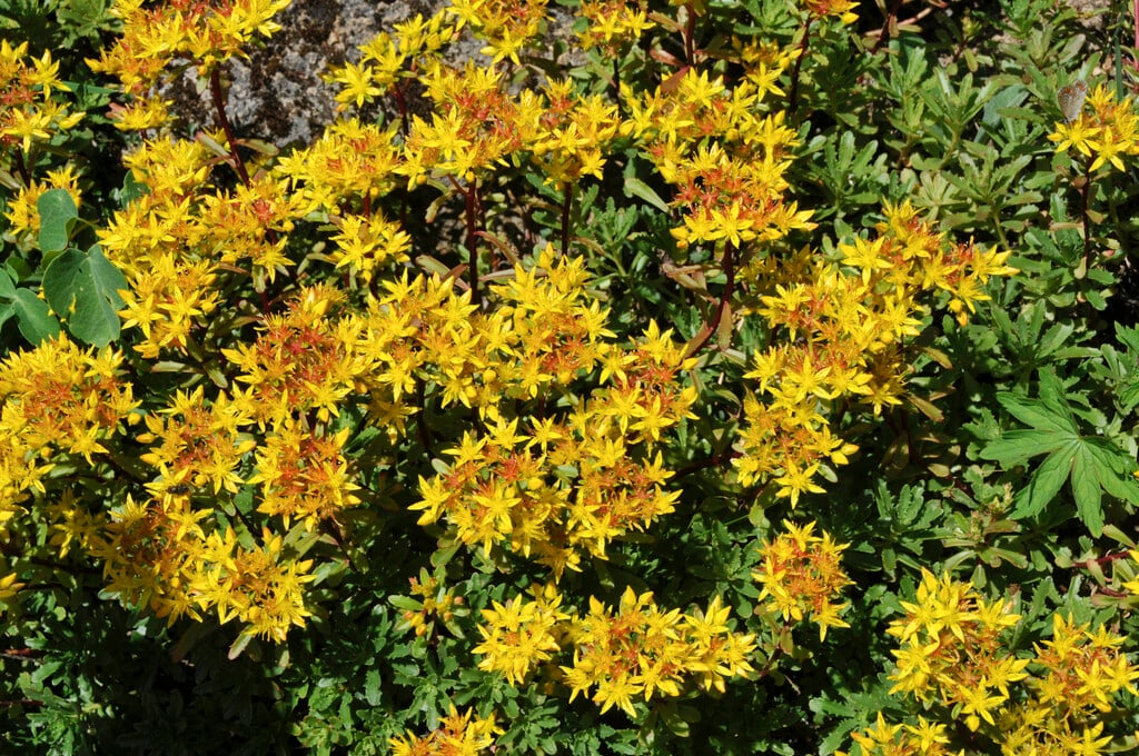 <i>Sedum</i> <i>kamtschaticum</i> var. <i>floriferum</i>
