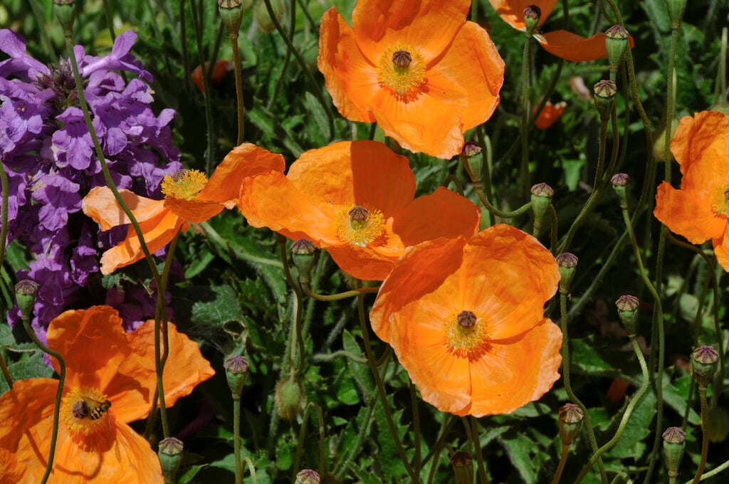 orange poppy