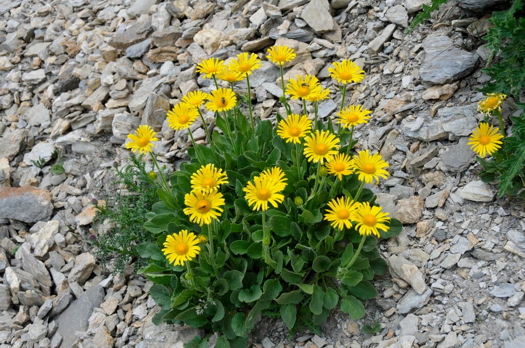 <i>Doronicum</i> <i>grandiflorum</i>