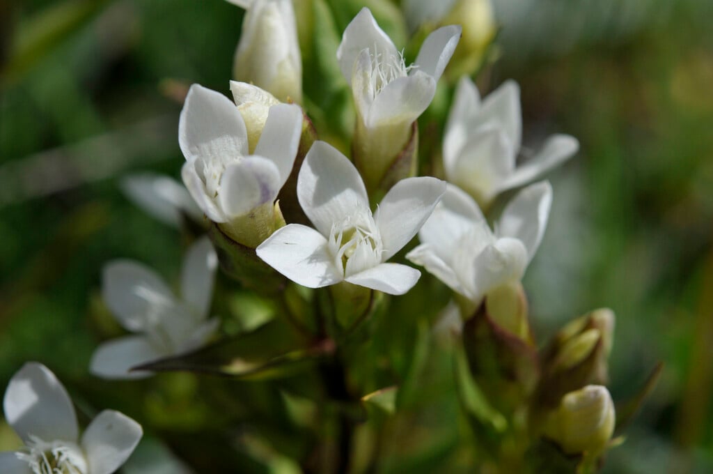 field gentian