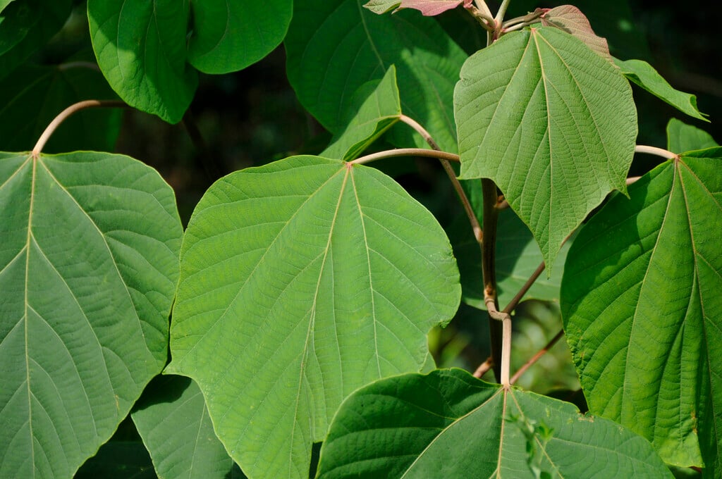 food wrapper plant