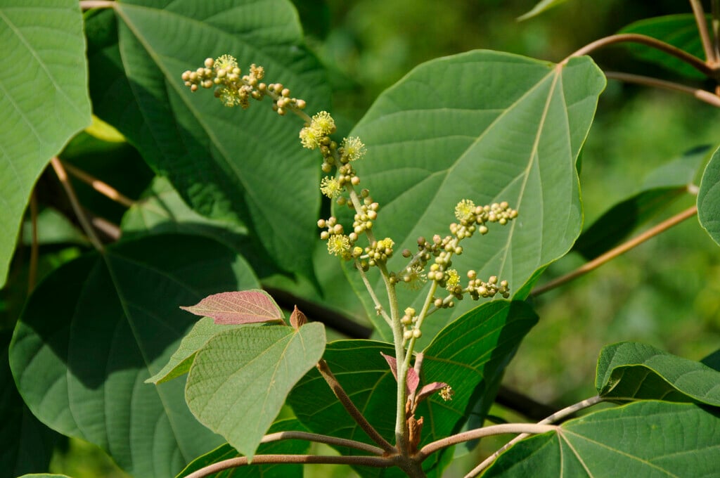 food wrapper plant