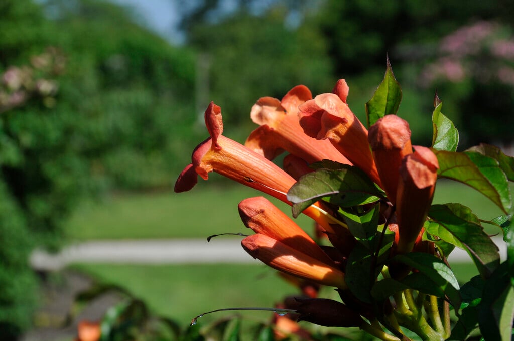 <i>Campsis</i> <i>radicans</i> 'Speciosa'