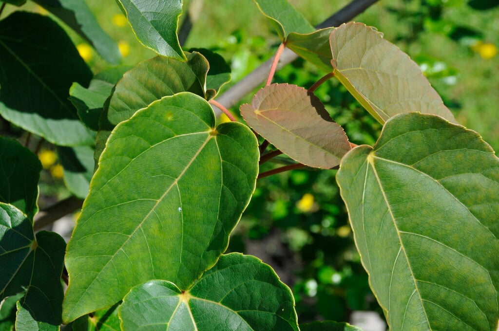 <i>Idesia</i> <i>polycarpa</i> 'Vestita'