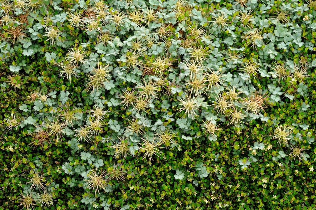 <i>Acaena</i> <i>magellanica</i>