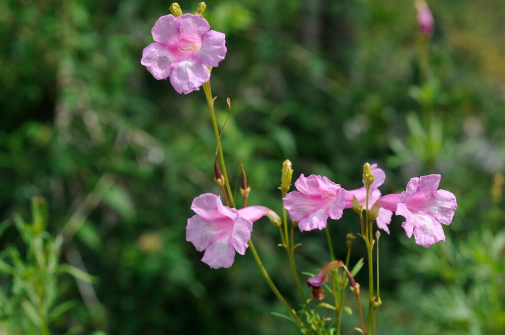 <i>Incarvillea</i> <i>olgae</i>