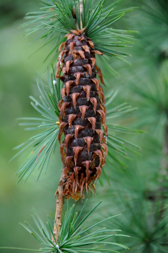 Sikkim larch