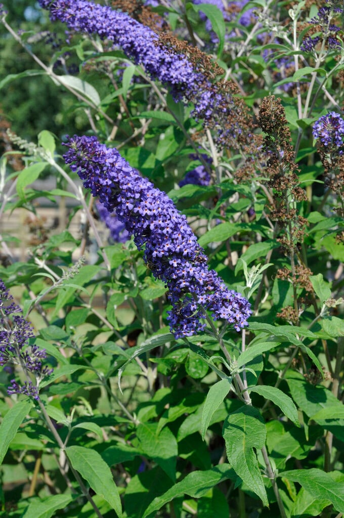 butterfly bush 'Blue Horizon'