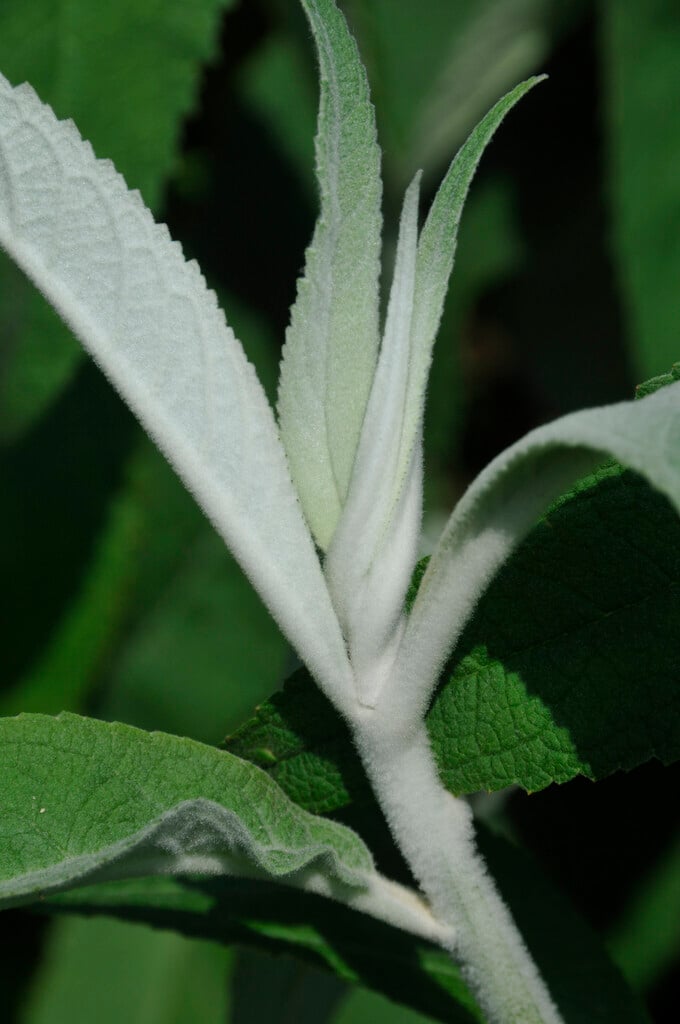 Yunnan butterfly bush