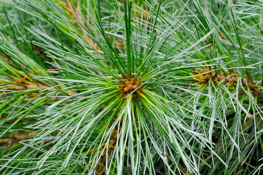 <i>Pinus</i> <i>wallichiana</i> 'Umbraculifera'
