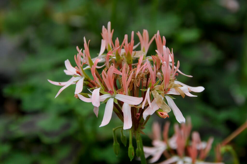 <i>Pelargonium</i> 'Chiltern Surprise' (Z/St)