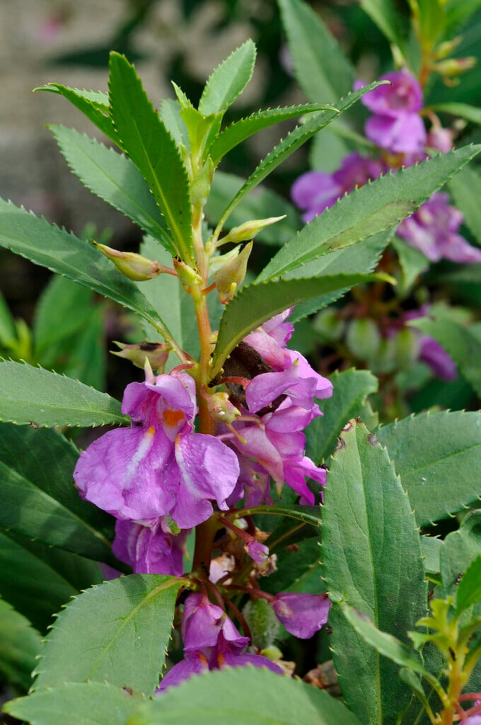 garden balsam