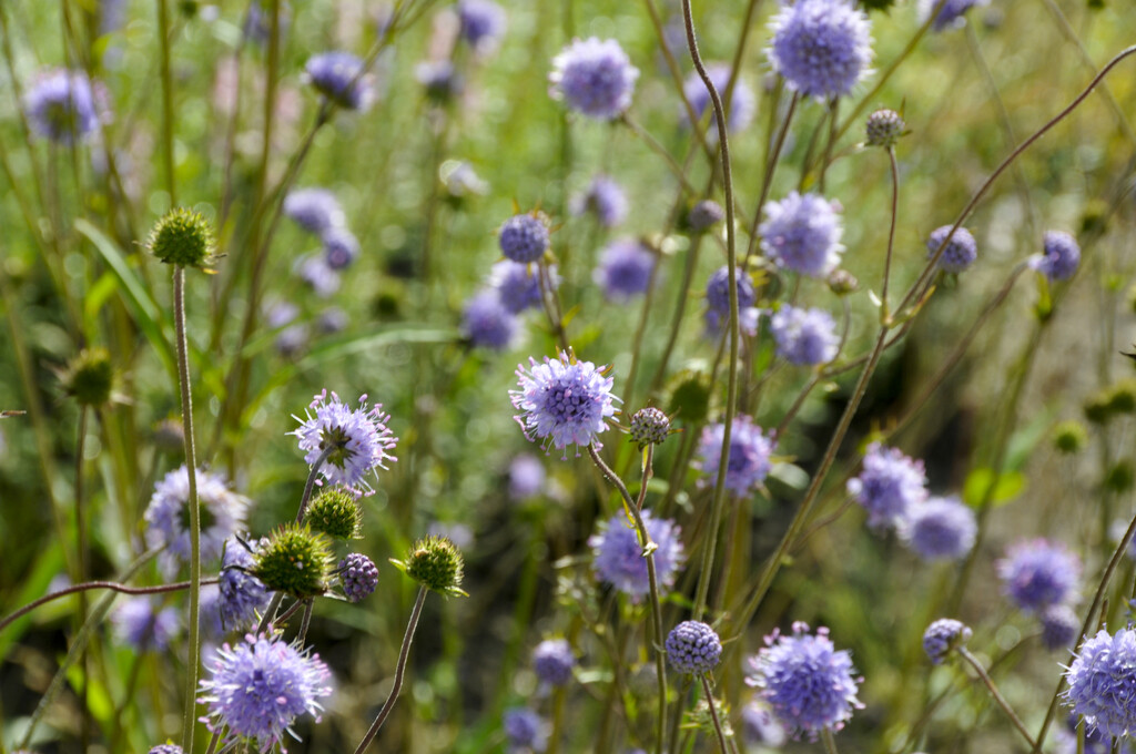 devil's bit scabious
