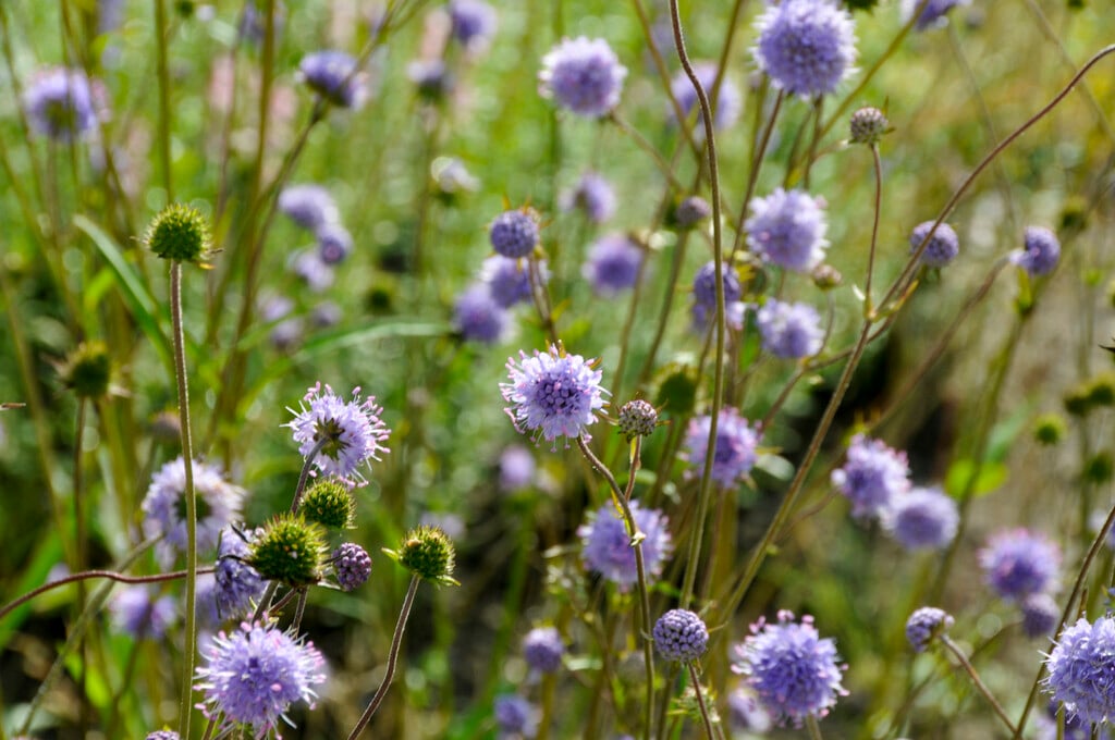 devil's bit scabious
