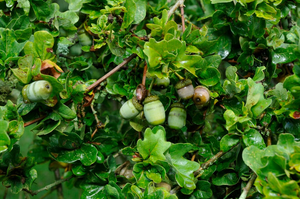 common oak Cristata Group