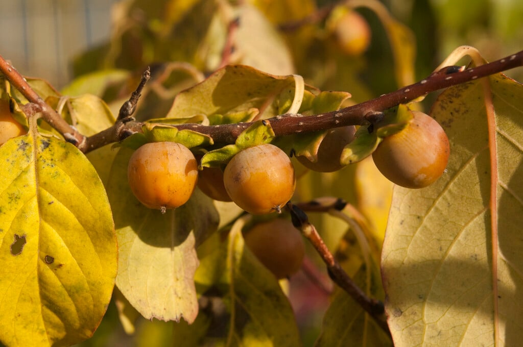 common persimmon