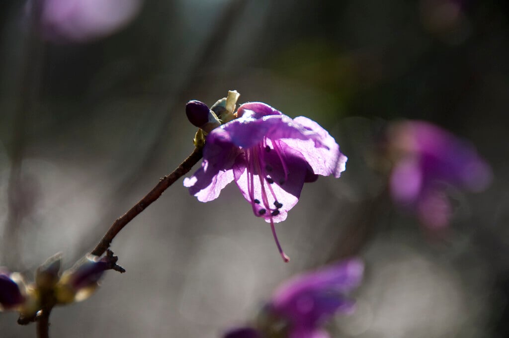 Rhododendron mucronulatum|Korean rhododendron/RHS Gardening