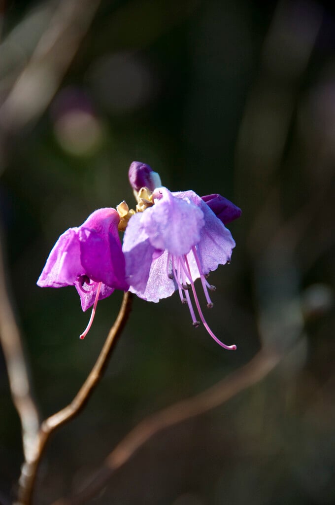 Korean rhododendron