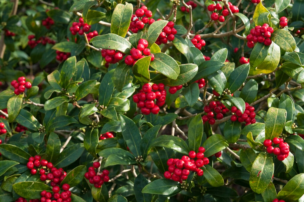 Japanese skimmia