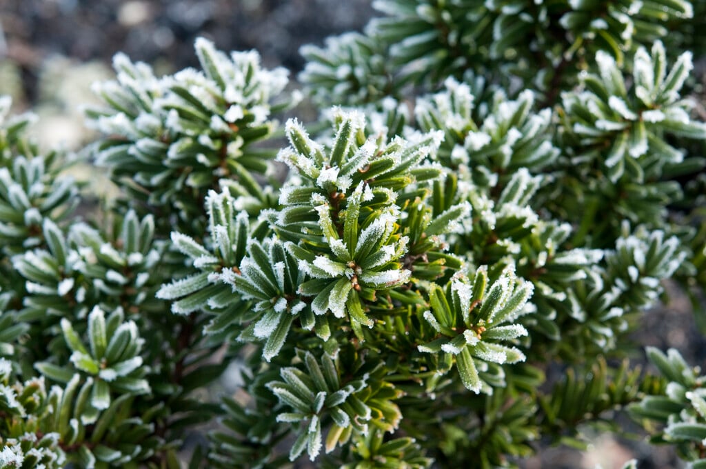 Californian yew