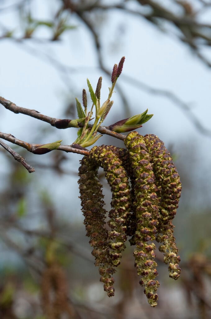 <i>Alnus</i> <i>maximowiczii</i>