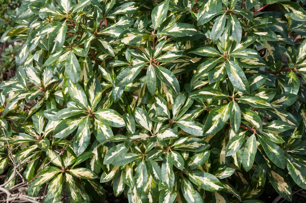 thuja lebensbaum pflanzen Lebensbaum Mirjam - Thuja occidentalis Mirjam