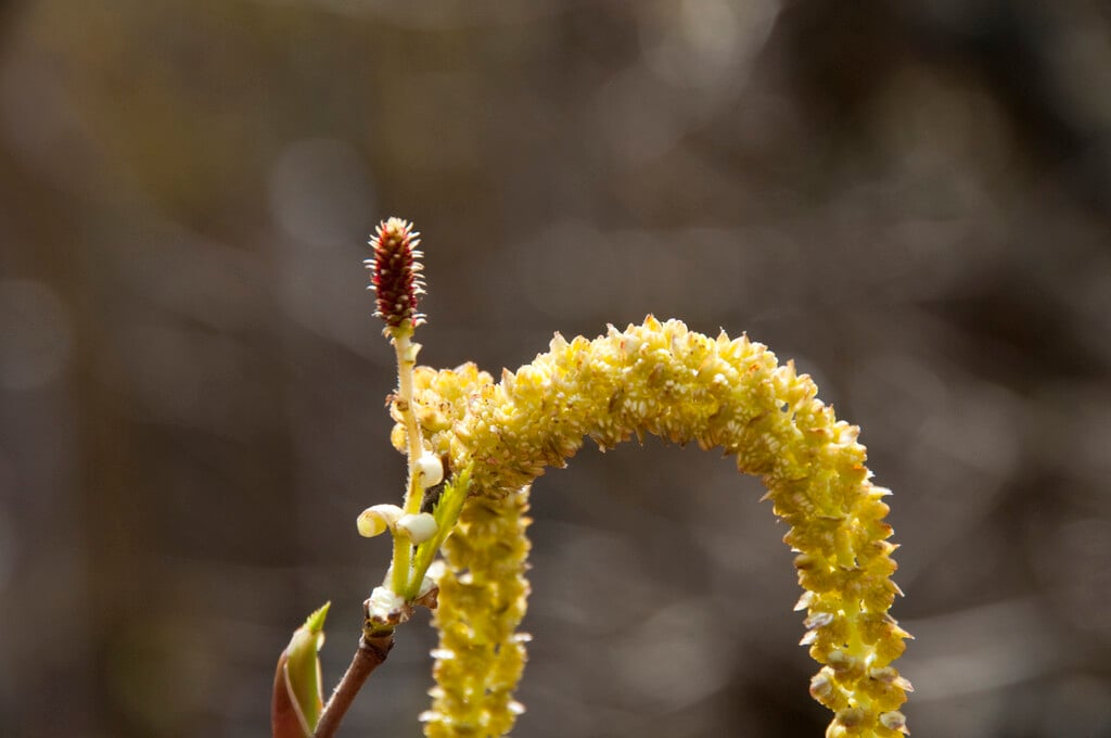 Japanese green alder