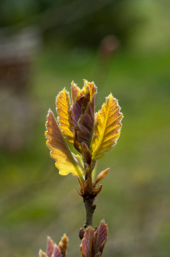 <em>Quercus</em> <em>infectoria</em> subsp. <em>veneris</em>