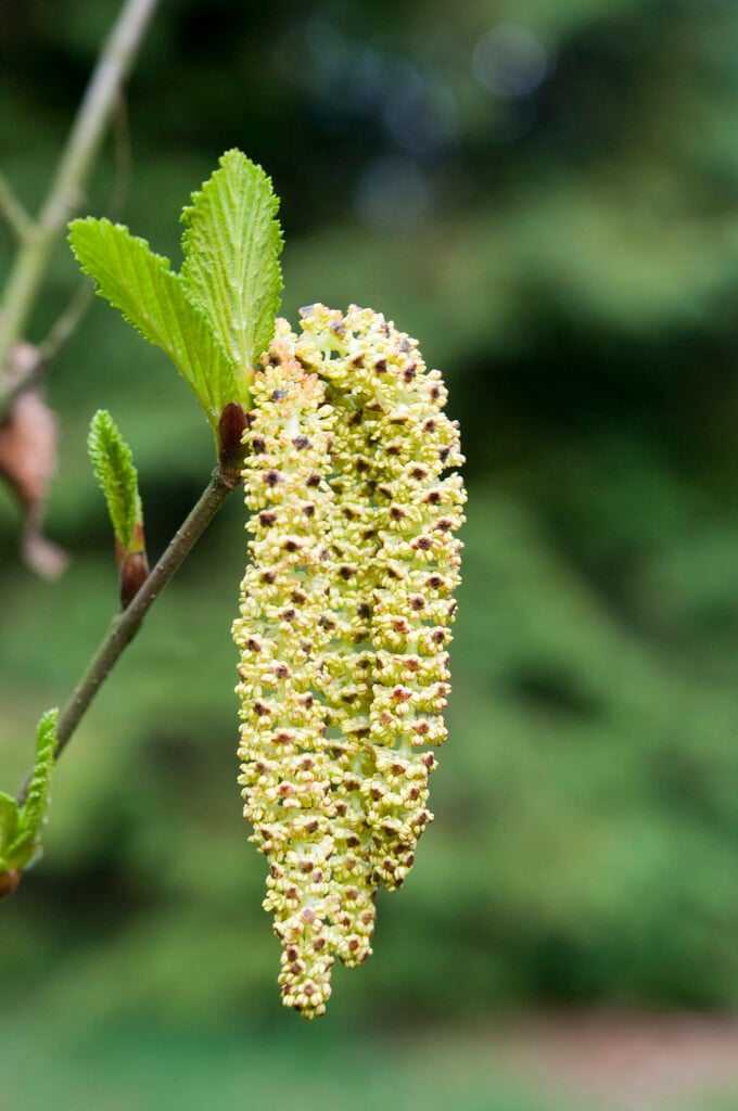 green alder