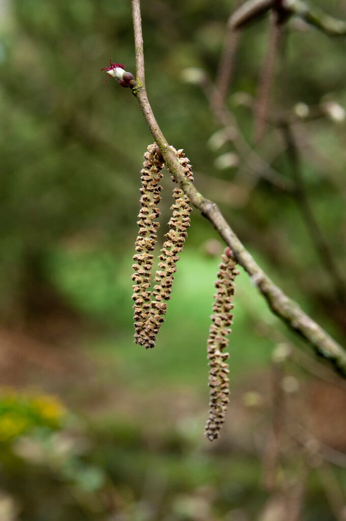 Japanese hazel